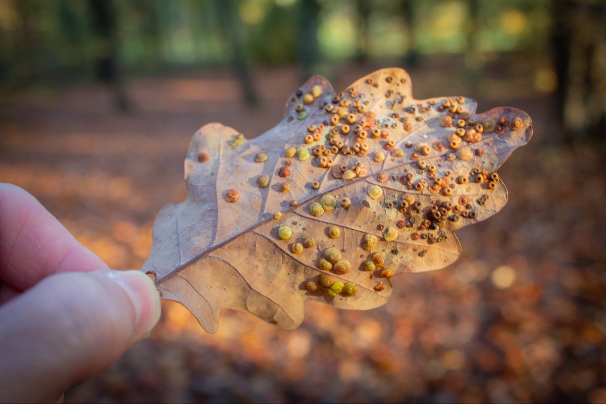 JulieIngham8888's tweet image. Another type of Gall Wasp 🐝 spotted this afternoon.

These are Common Spangled. 

#NaturePhotography #wasps