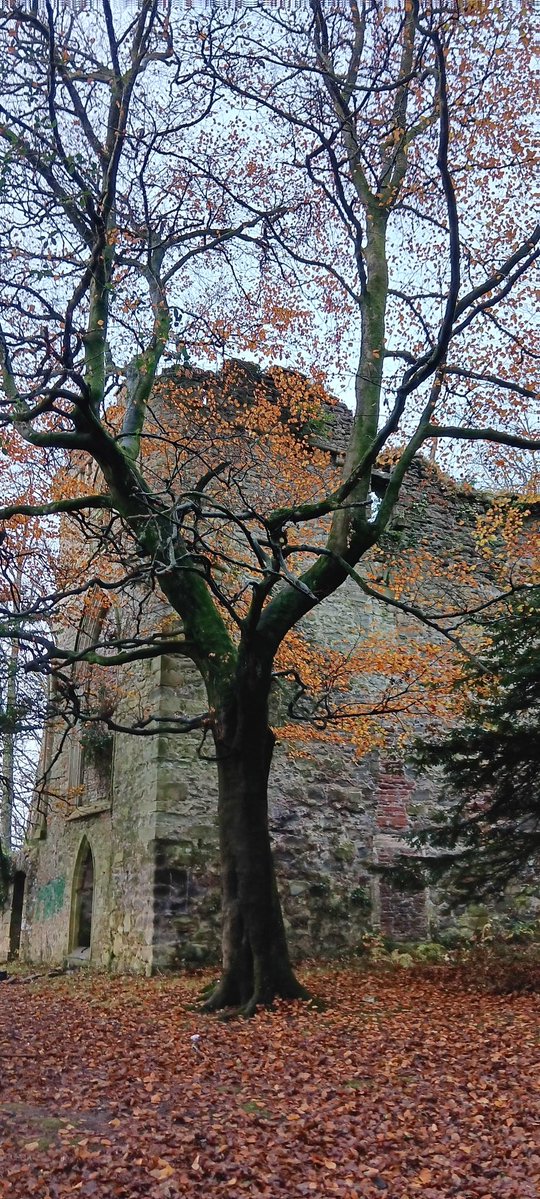 Walking up at Kilmahew Castle. So good to be home. A lazy day, writing, making French onion soup for the family. I am very very fortunate.