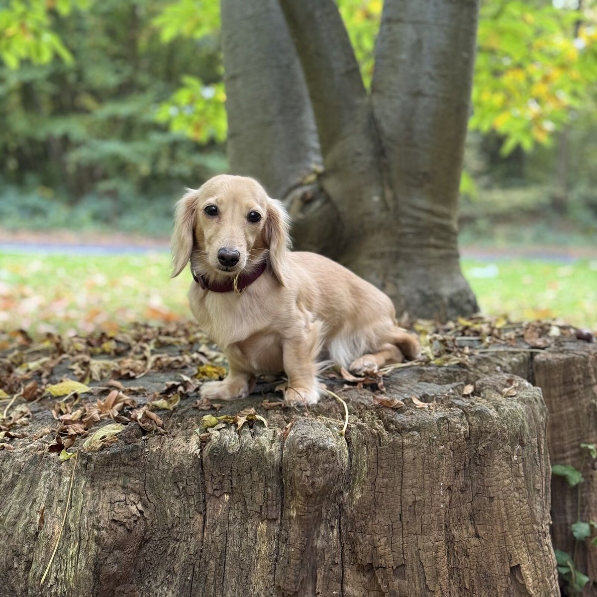 🆘8 NOV 2025 #Lost Bonnie #ScanMe
Cream NERVOUS Dachshund: Miniature Female 
Under garden gate #Vigo #Gravesend #Kent #DA13
She is nervous, very small, no collar or harness on😢
doglost.co.uk/dog/200820