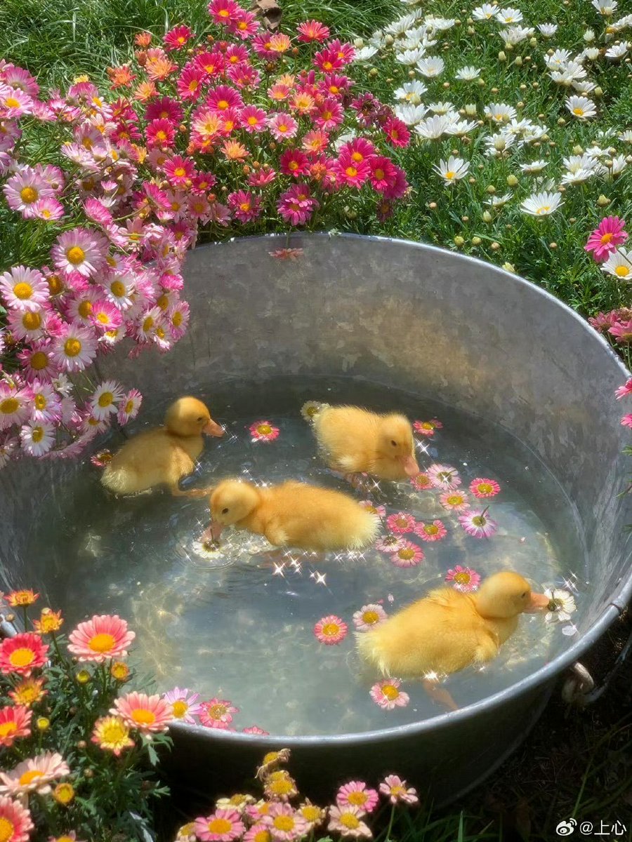 greenvibe's tweet image. cute