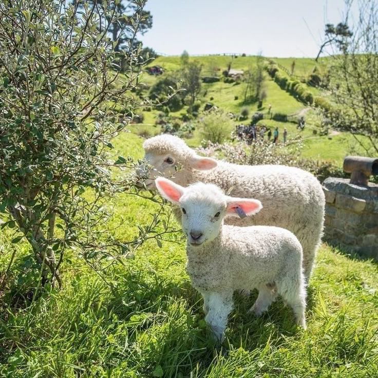 greenvibe's tweet image. cute