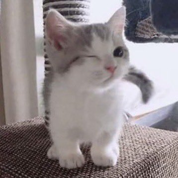 🐱🐰 tweet media