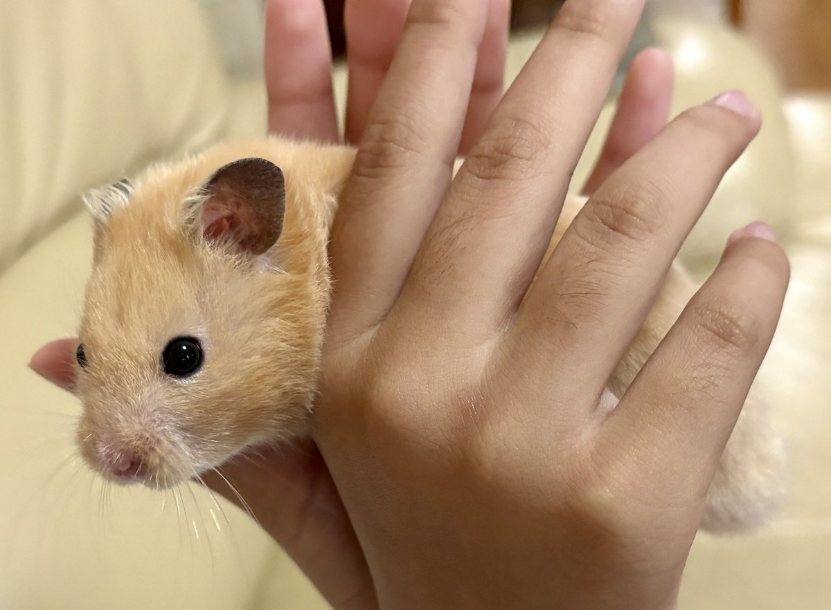 にゃり2号 (@nyari2go) / Posts / X