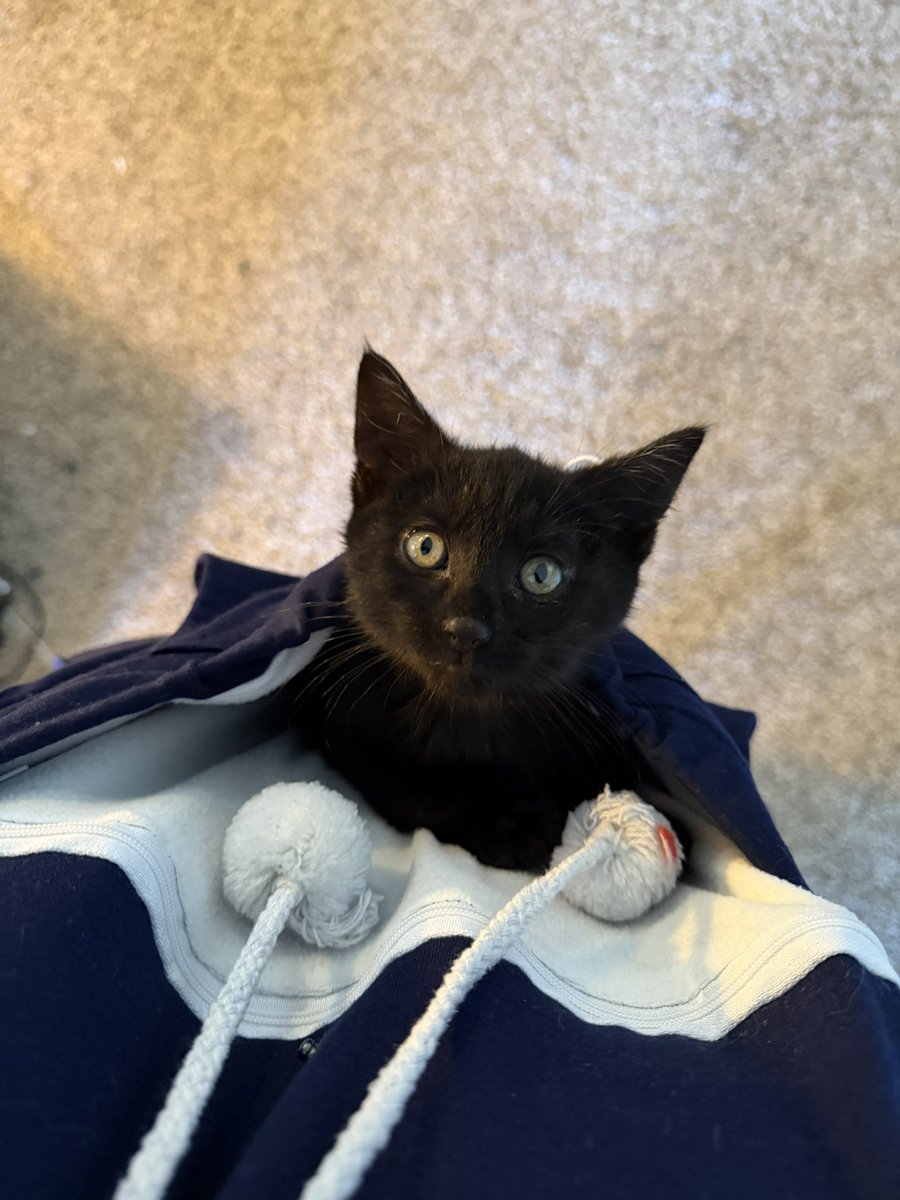 clarinkle's tweet photo. EVERYONE SAY HI JUPITER https://t.co/7UnxPSBPYS
