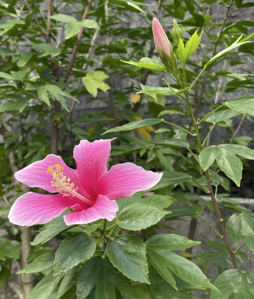 つきぞら☪* on X