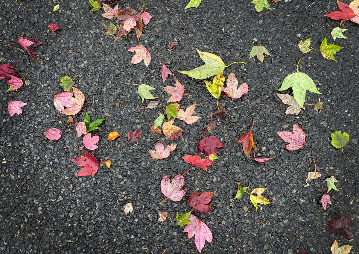 雨もまた、よし。