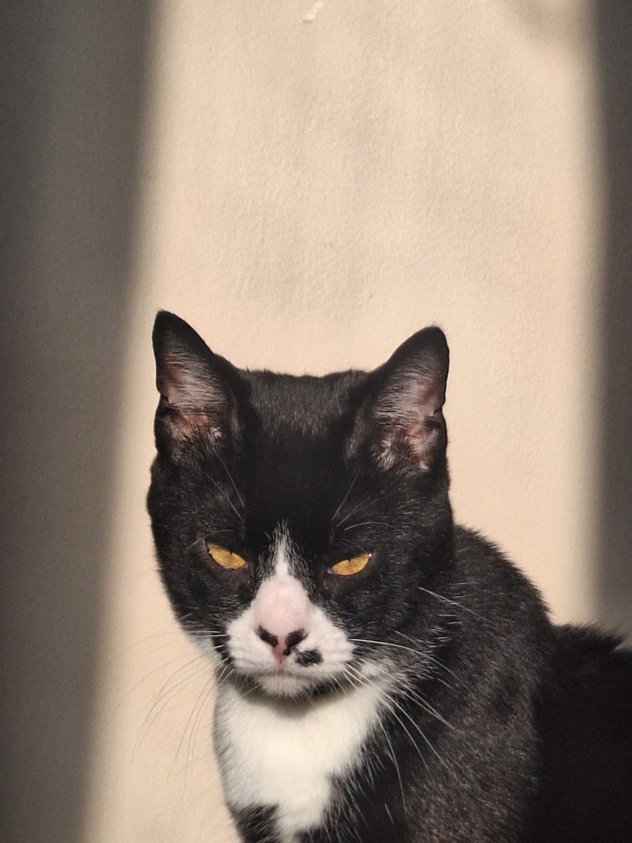 aspitfire_'s tweet image. kitttyyyyyyyy !!!!