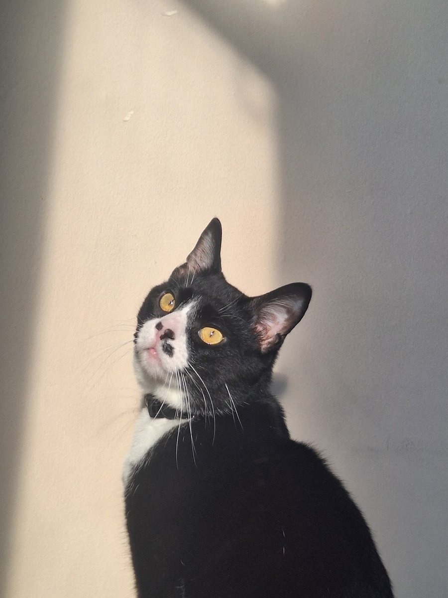 aspitfire_'s tweet image. kitttyyyyyyyy !!!!