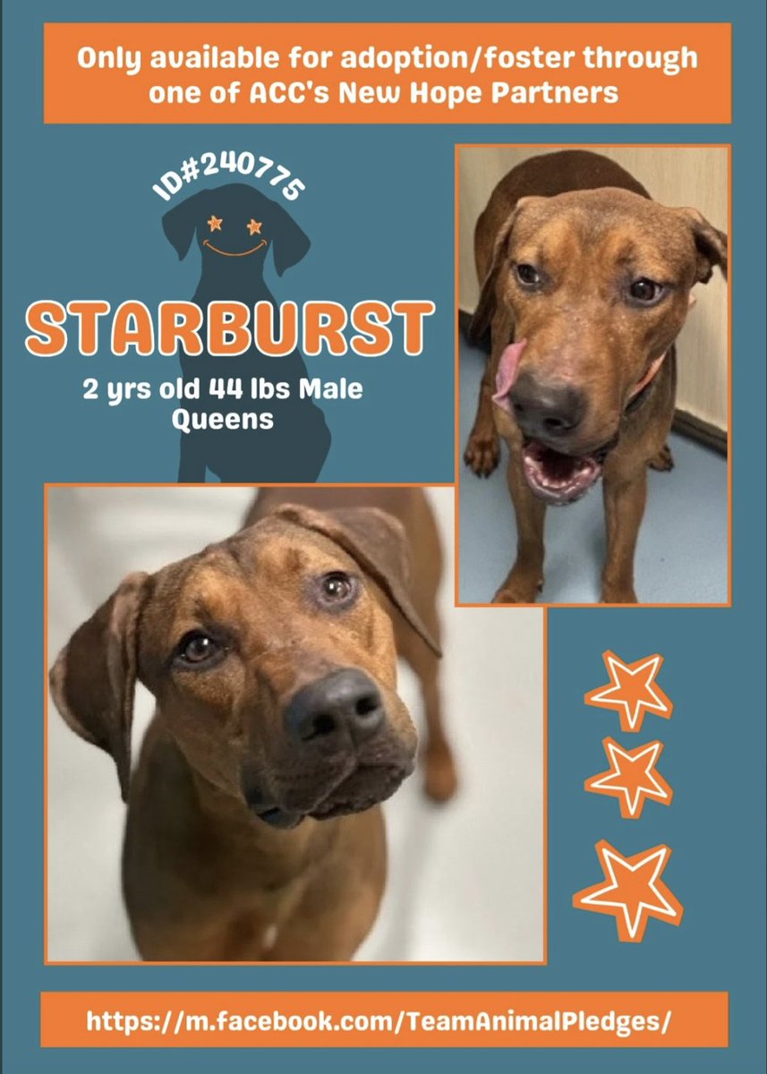 BeeDoDoobieDo's tweet image. 🆕intake 🌟✨Starburst✨🌟 2yr old, Queens ACC
described as highly fearful, 6days b4 coming online
🎯make NO mistake - he will be a target for NYCACC
😰trembling, whale eyes, tucked tail, hyper vigilant, startles at sudden noises. 🚨ACC KILLS FOR THIS
#PLEDGE to save his life…