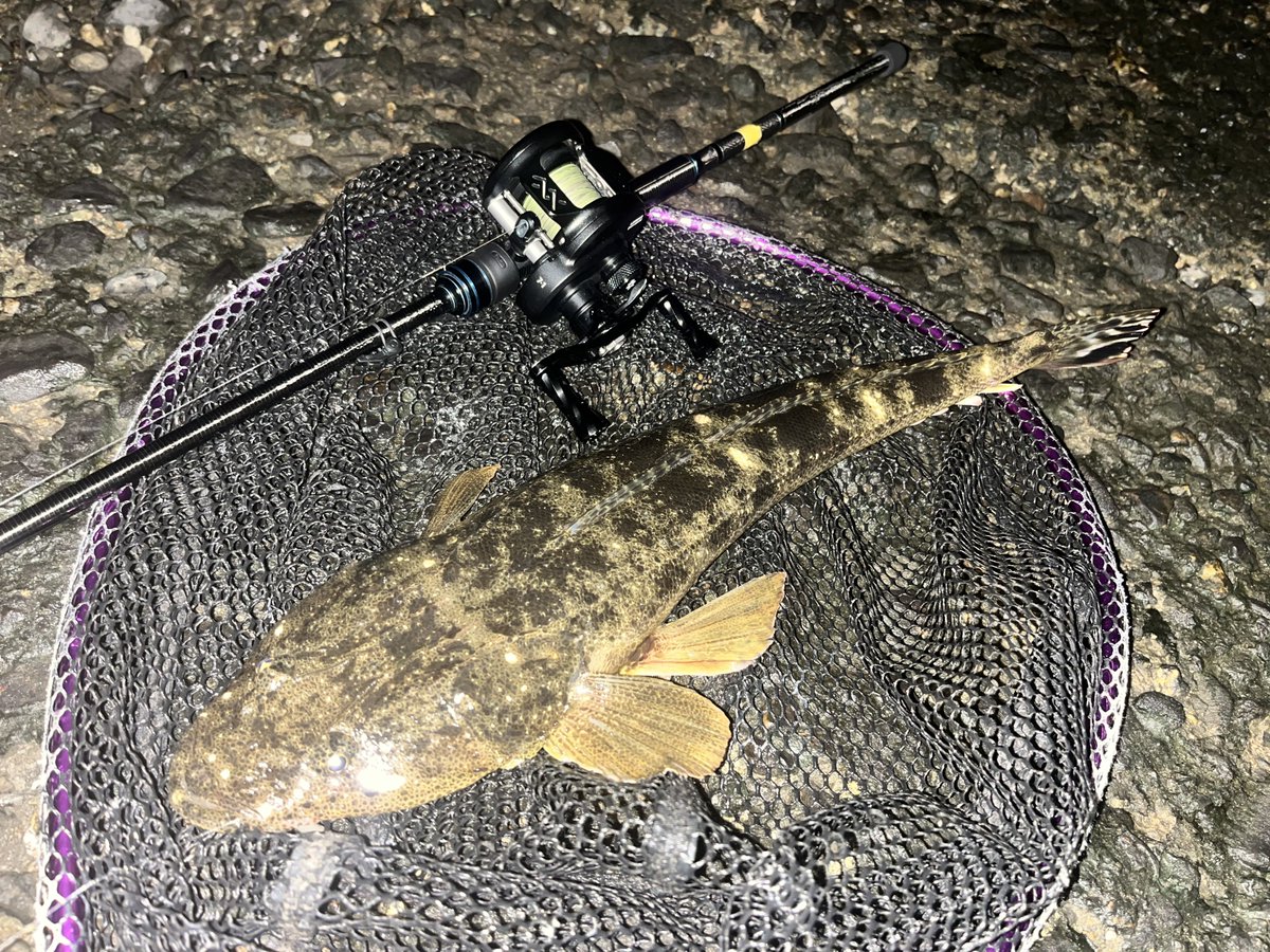 猫貴族@チニング狂 on X