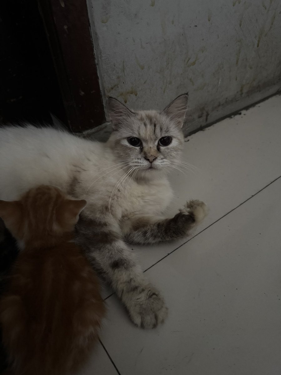 Reva Mega Arandea tweet media