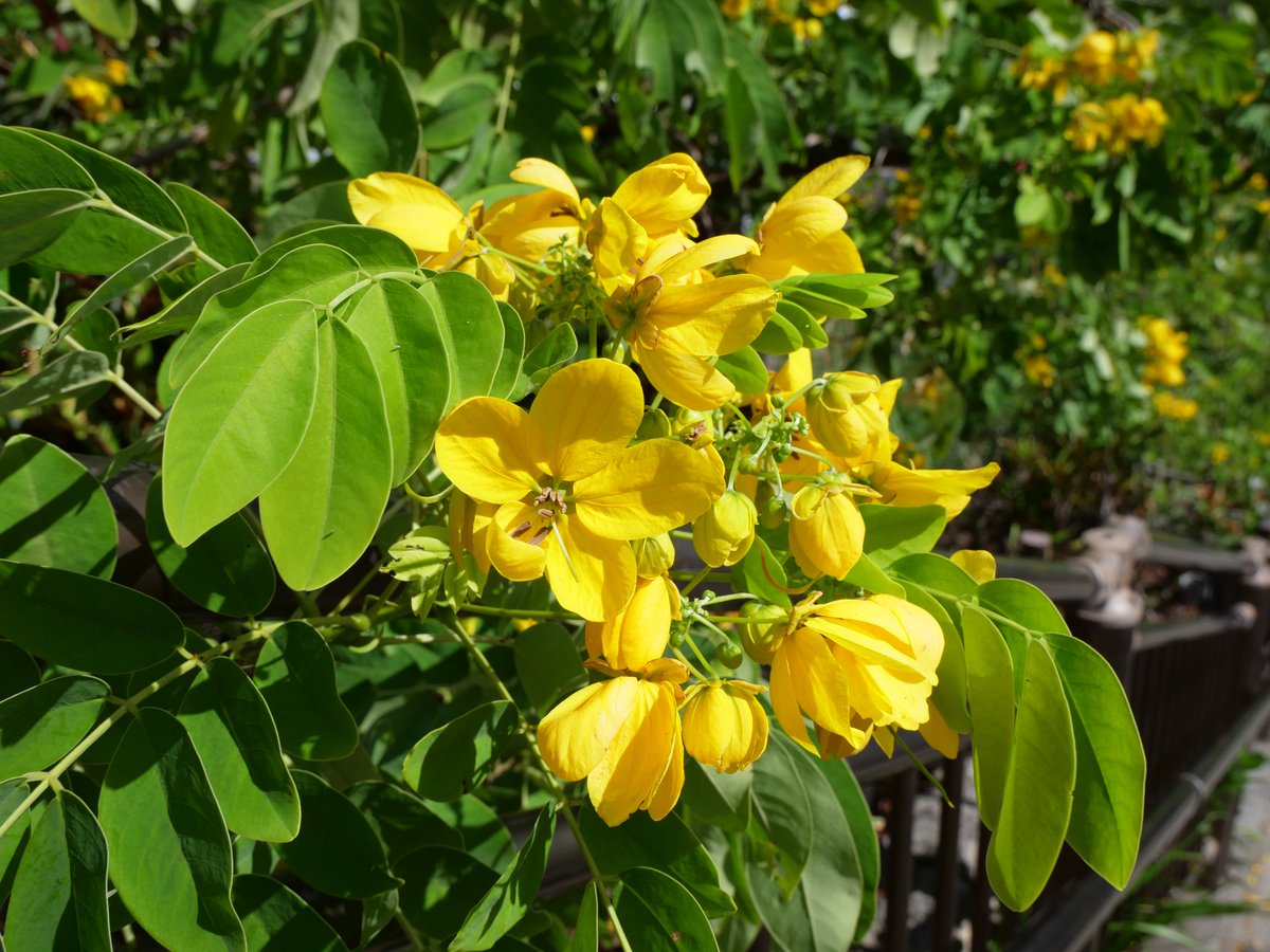 モモタマナ　沖縄県産　無農薬花が咲きました5年育成　屋内様に改良 モモタマナ 沖縄県産 無農薬花が咲きました5年育成 屋内様