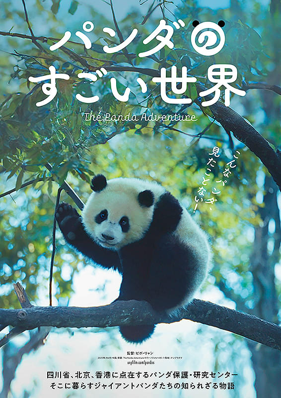 ほわほわ🐼 (@howasan00) / Posts / X