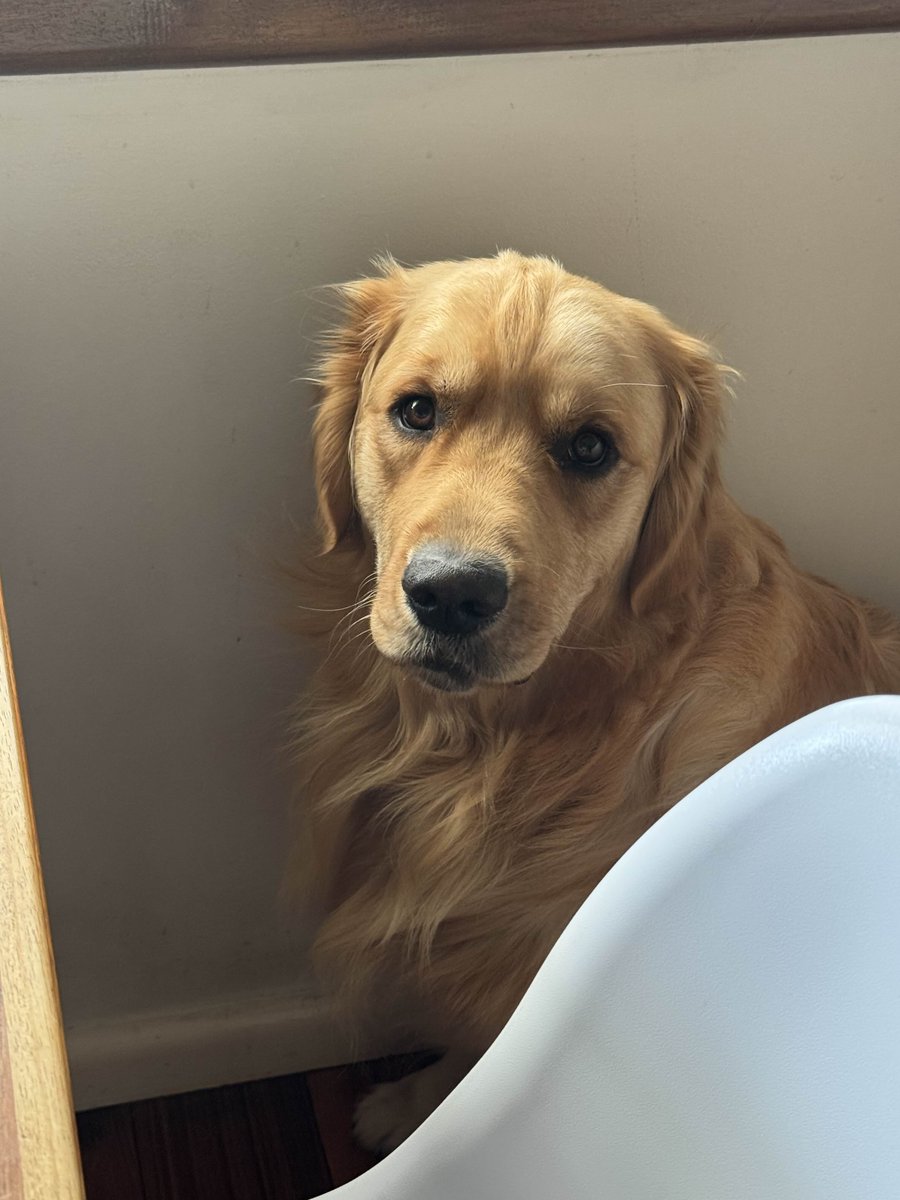 got my dog in fortnite lets gooo