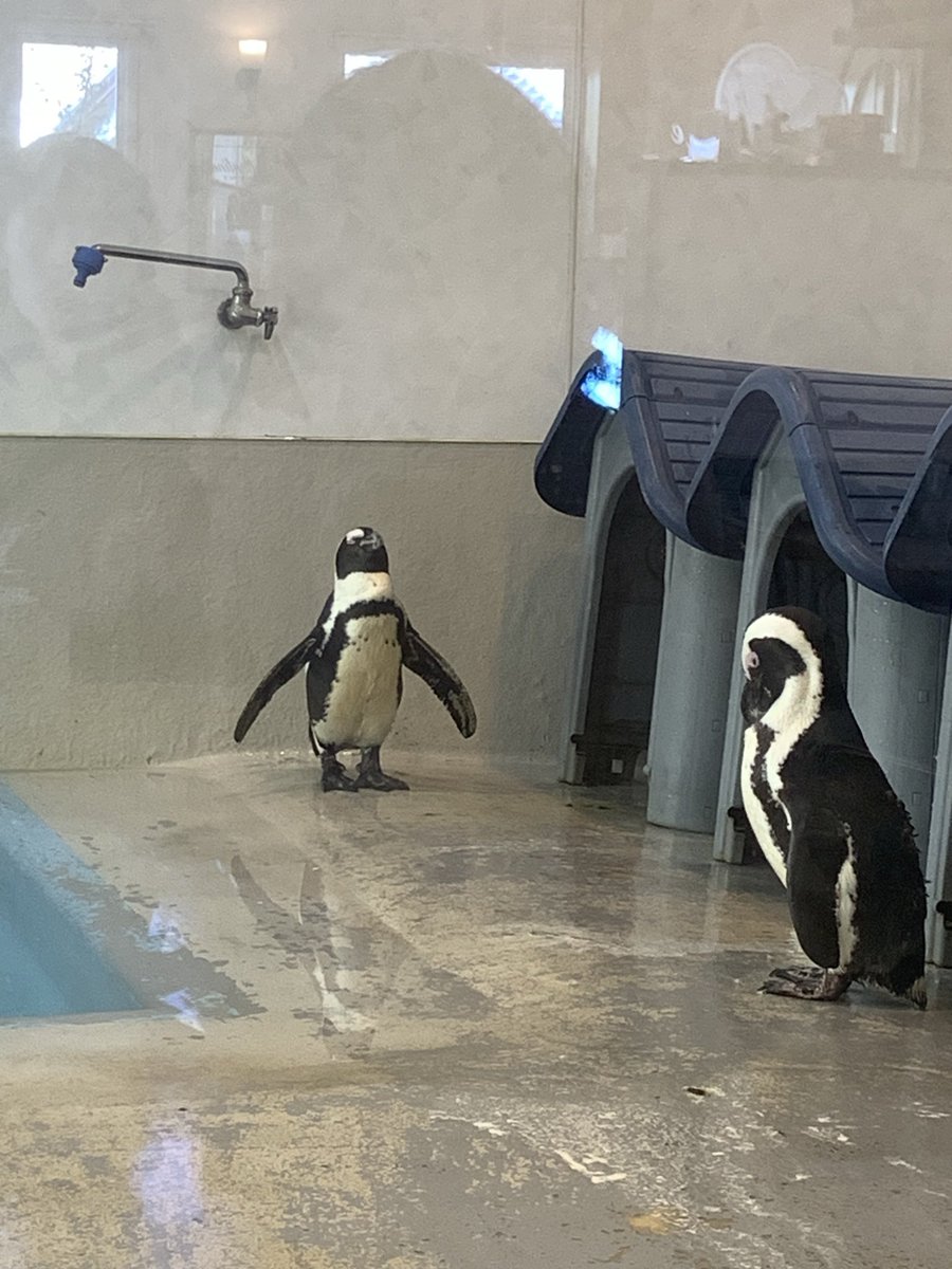 Kan_Neko7's tweet image. ペンギンのいるカフェ！