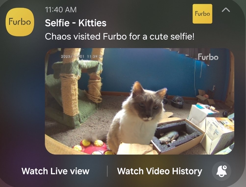 I had a coworker once named Misha that went by Mish-a instead of Mee-sha. I think about that a lot. 

Cat tax: Chaos sending me a nice selfie, lookin so handsome! #Furbo #catcamera #randomthoughts