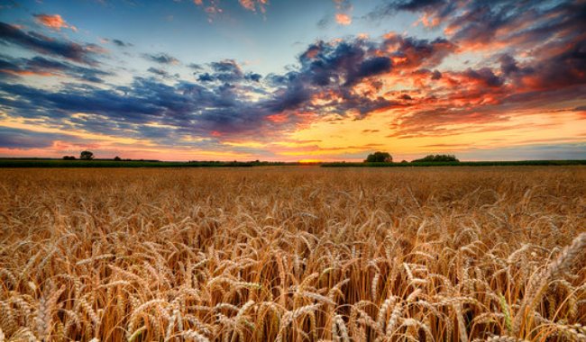 Wheat prices retreat to $527.25, giving back recent 11% gains. Pressured by abundant global supply that continues to cap gains - even as Chinese demand for U.S. grain shows signs of recovery.
$WEAT $DBA $TAGS $DE $CNHI $AGCO