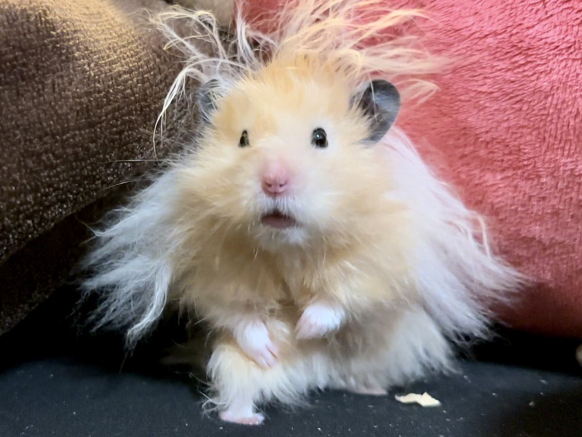 ←マッチングアプリで会う約束したハム
　実際に来たハム→