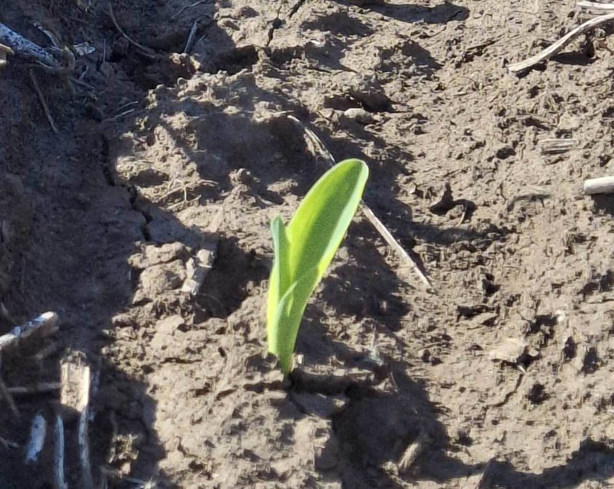 Sobre si se cuenta o no la primera hoja de maíz como V1

Clarísima María, la respuesta es SÍ

Les tiro los dardos a modismos de algunos malezólogos que dicen "la primera no, la cucharita" como momento de aplicación o referencia