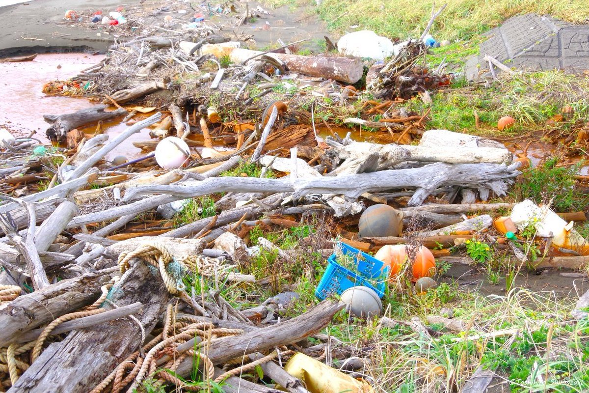 polaris_guides's tweet image. 【悲しい現実、漂着ゴミ😢】
ここは夕陽が美しい #稚咲内海岸 です。海側は綺麗な景色なのですが、反対側の砂浜は大量の #漂着ゴミで 埋め尽くされています…。残念ながら #国立公園 内の悲しい現実です💦

#海洋ゴミ 問題に関心が集まる中、このような課題もあることを知っていただければと思います🙇