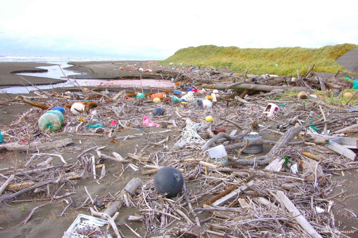 polaris_guides's tweet image. 【悲しい現実、漂着ゴミ😢】
ここは夕陽が美しい #稚咲内海岸 です。海側は綺麗な景色なのですが、反対側の砂浜は大量の #漂着ゴミで 埋め尽くされています…。残念ながら #国立公園 内の悲しい現実です💦

#海洋ゴミ 問題に関心が集まる中、このような課題もあることを知っていただければと思います🙇