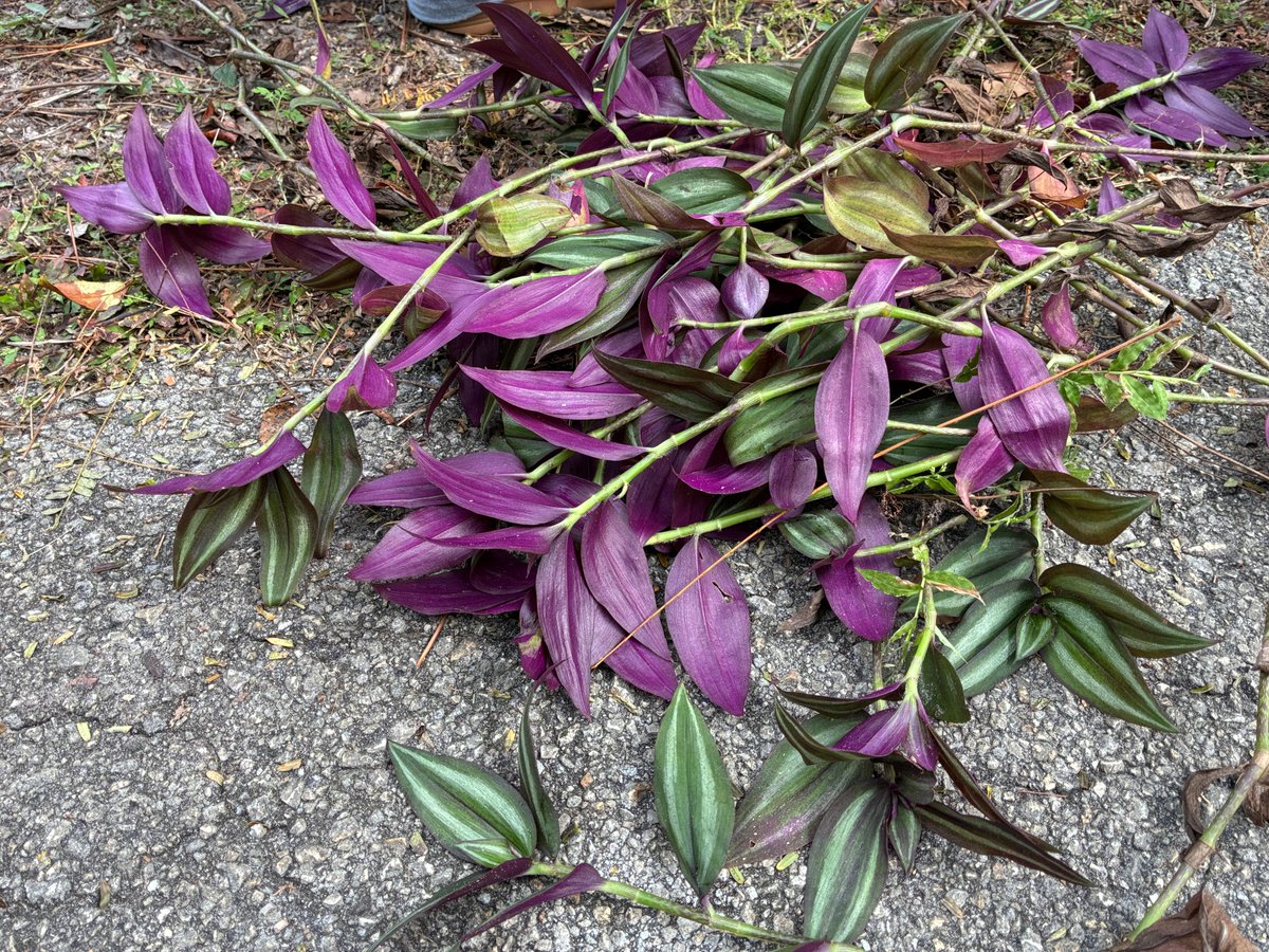 SERVProgram's tweet image. We had a great time working with AdventHealth on 11/6/25 during their “Week of Caring”! Together we removed 35 bags of invasive inch plants from the Kewannee Trail and planted 13 native ferns in Kewannee Park😃🌿Nice job, team!