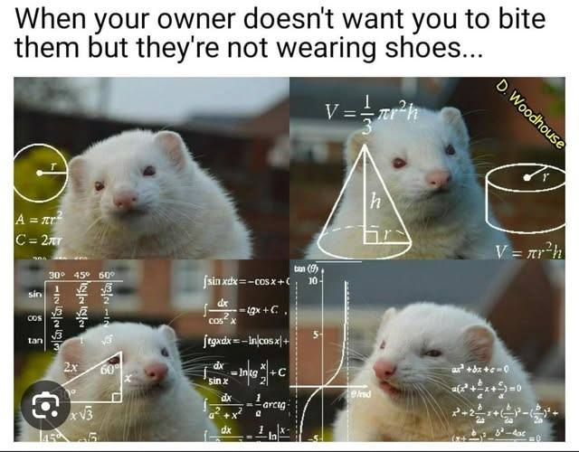 SubRosaMagick's tweet image. #Ferrets #Caturday