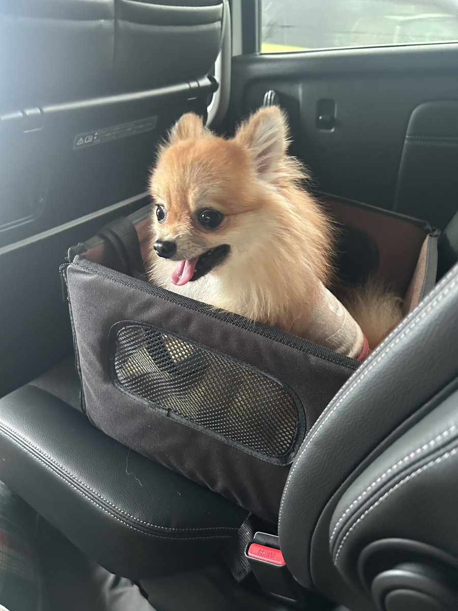 ポメチワちゃちゃ丸🐶ポメてんてん🐶 on X