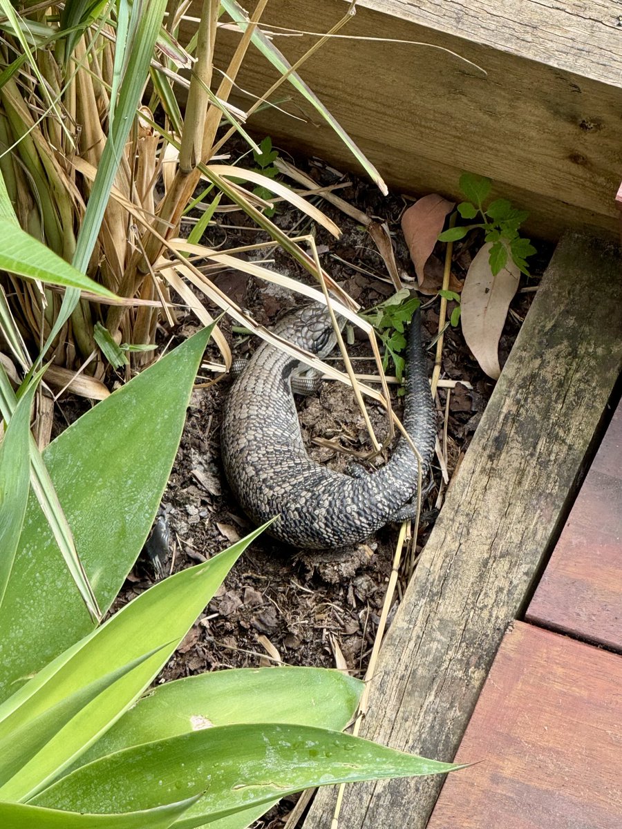 Blue tongue minding the lemon grass