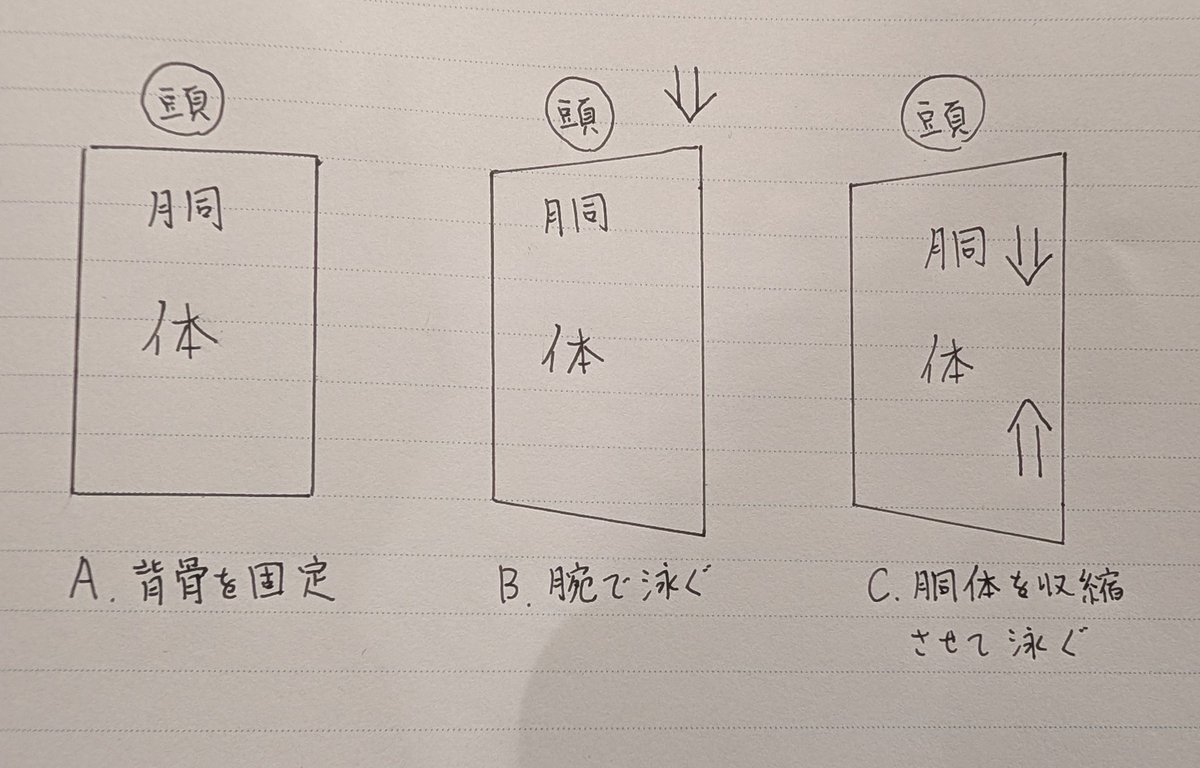 クロールを泳ぐ時(仮に右手をかく時)、AよりB、BよりCのイメージで泳ぐと力強く推進力を得られると考えます。

背骨が全く動かないAは完全に腕だけで泳ぎます。腕力があればまだいいのかもしれません。
メリットは、動作としては簡単で比較的どなたでも出来ます。