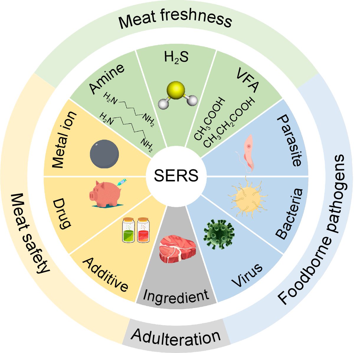 FoodAdvance1's tweet image. #FMR #powerfultool #safety #benefits
SERS tech is great for detecting meat safety and quality. It can spot bacteria, viruses, and more. Future holds more innovation! 🍖🔍
@MaximumAcademic @FoodEng
Details: maxapress.com/article/doi/10…