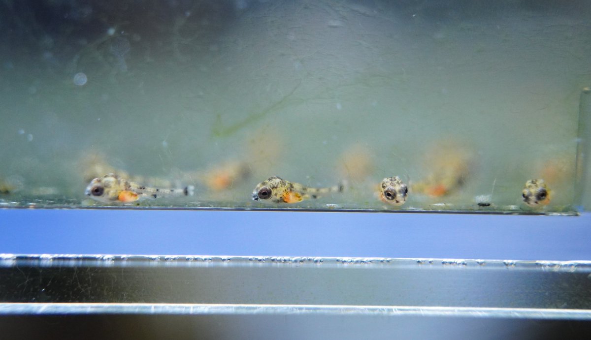 Taka_1/3 @Ap.Crew on X