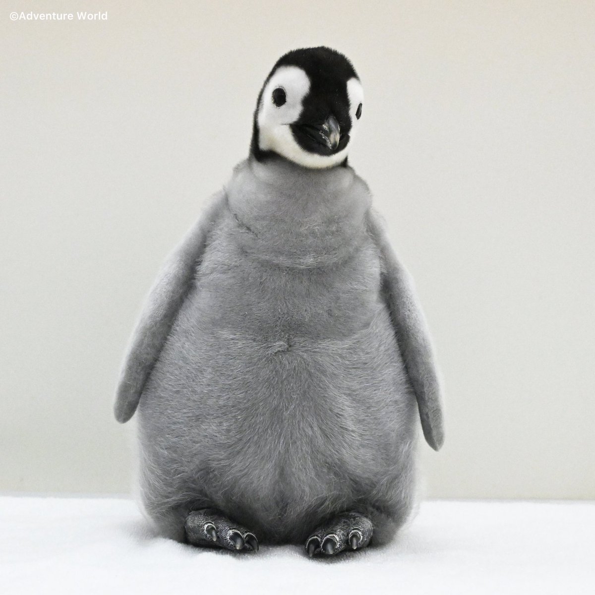 🐧どっちがホンモノ？どっちがぬいぐるみ？🐧 エンペラーペンギンの