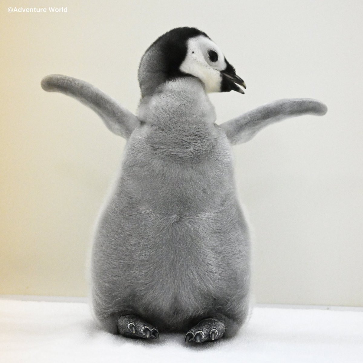 アドベンチャーワールド 公式 on X