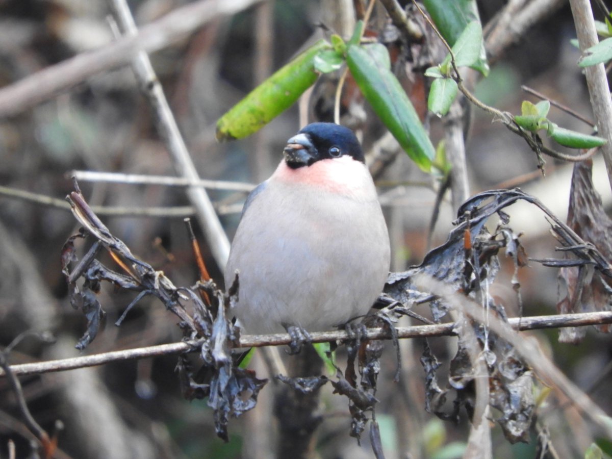 これは何かの実を葉巻のように咥える渋いウソ