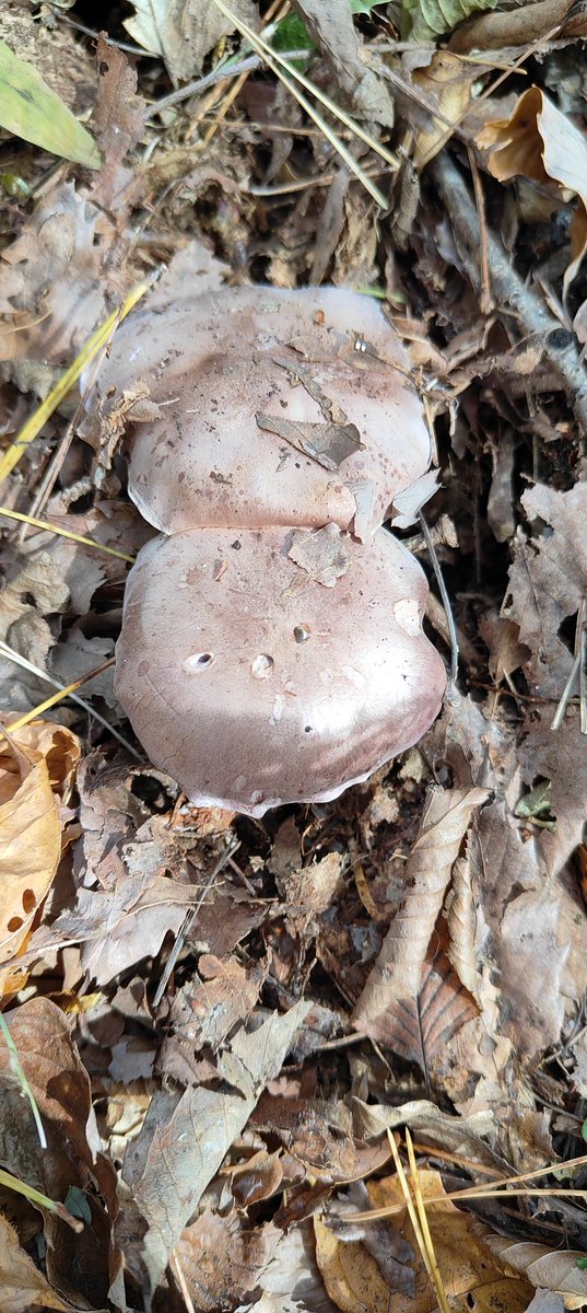 ムラサキシメジ
虫だらけだった