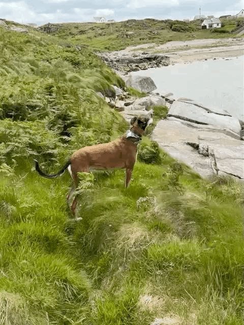 Rudi enjoying the wild Atlantic fresh air #donegal 💚💛