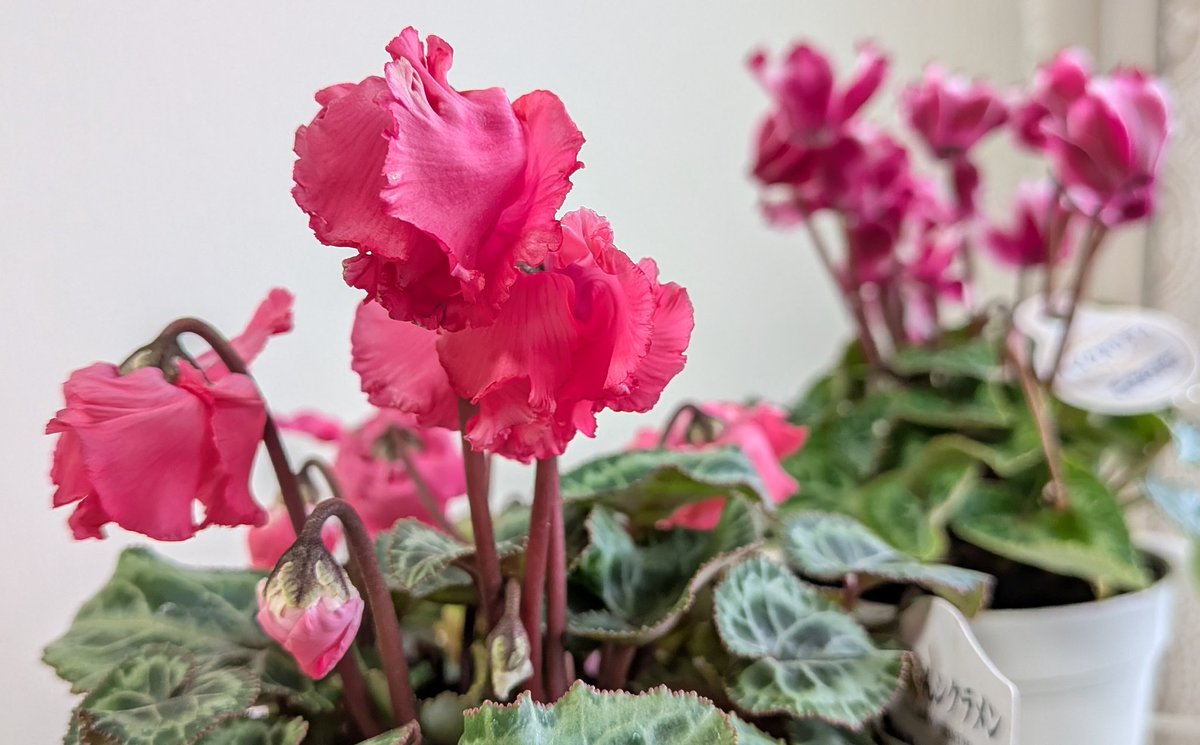 march＊マーチ on X