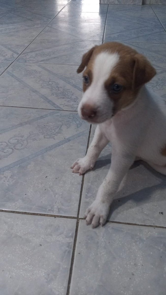 This silly guy just made it through hernia surgery. He’s doing fine, and I’m really happy for him.