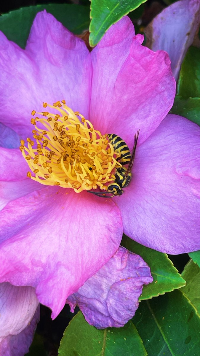 techroach98's tweet image. Yellowjacket in the camellia flower