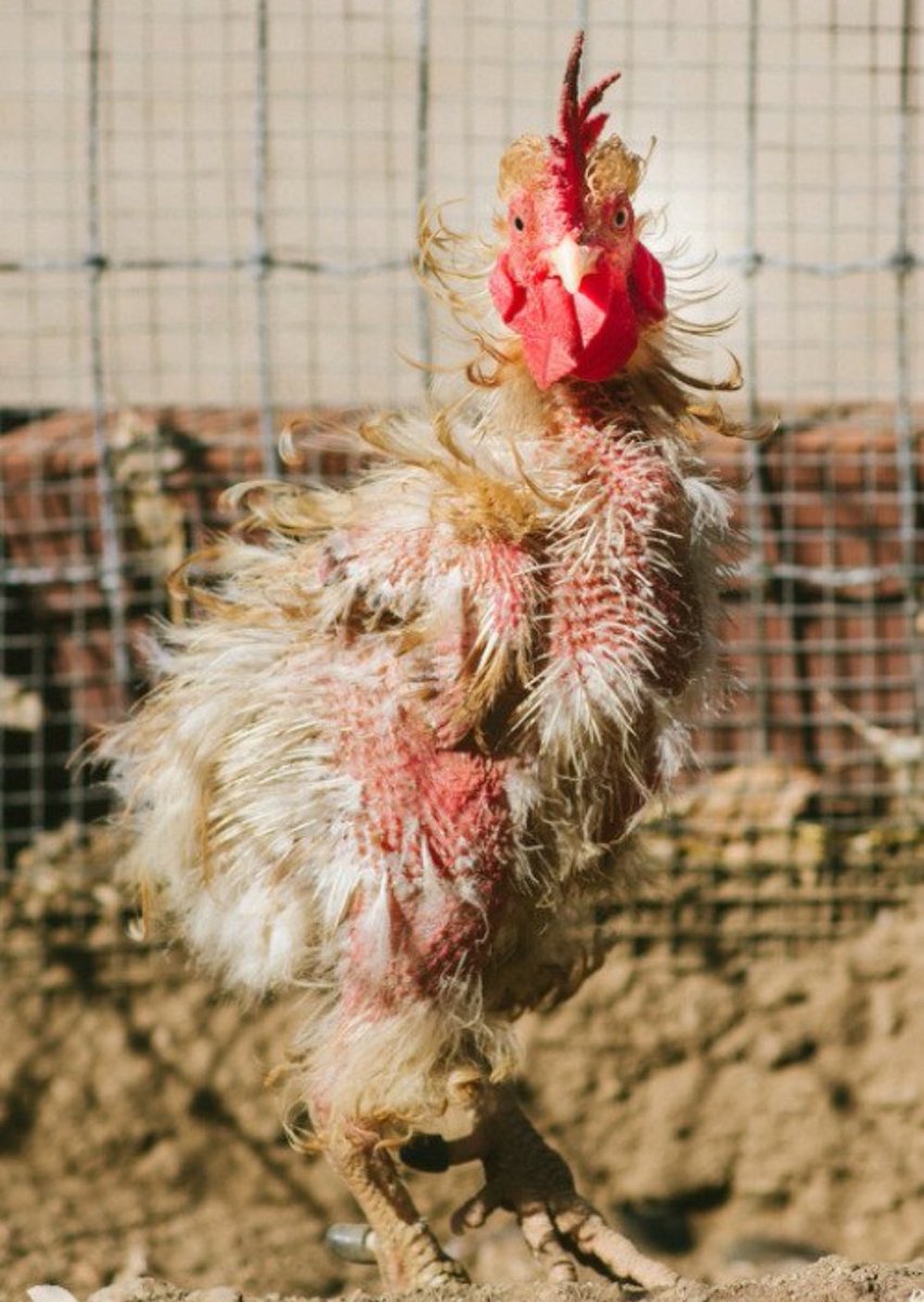 #Springboks #France  Hulle weet nie wat ons weet nie.