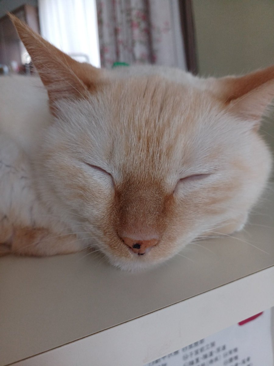 Hiroshi1970Cat's tweet image. ☀️🙋‍♀️❗おはよう笹かま♨️ひろし🌥️
今日は☔降りそうだネ。傘を忘れずに。今日もよろしく😃✌️

#ねこ宇宙 #看板ねこ #まねきねこ #笹かま猫 #ねこのいる整体サロン