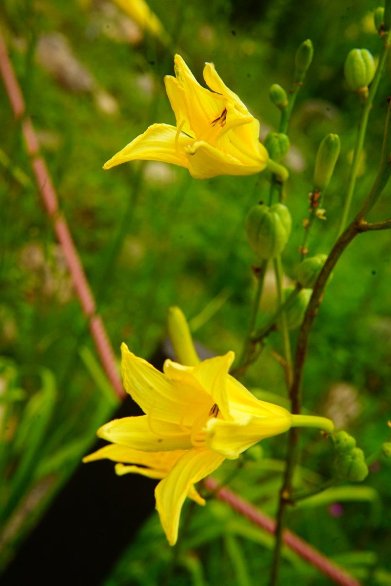 まこと (@yamakoto01) / Posts / X