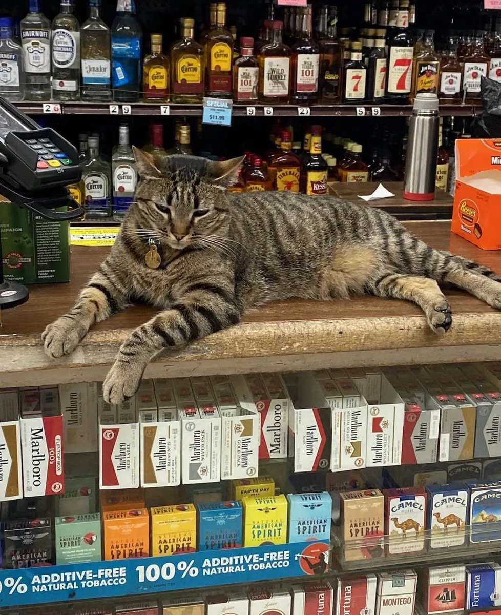 <a href="/barkmeta/">Bark</a> meanwhile $Kitkat

<a href="/rememberkitkat/">Remember KitKat</a>