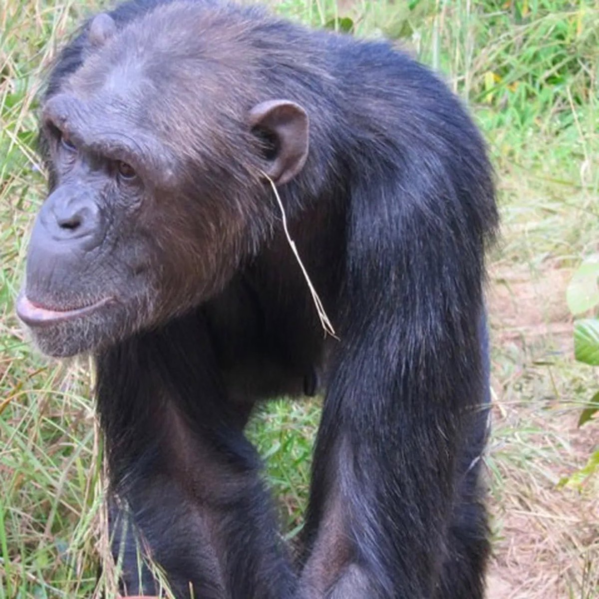 Gr0ss_Kitt's tweet photo. @TheProjectUnity This is happening at Chimfunshi Wildlife Orphanage in Zambia !!!! 
I believe the image in this post is ai generated, but here’s what it really looks like lol
And it actually started as an offshoot of the “grass in ear” trend the chimps at the facility started !! https://t.co/2v81fXPKZr