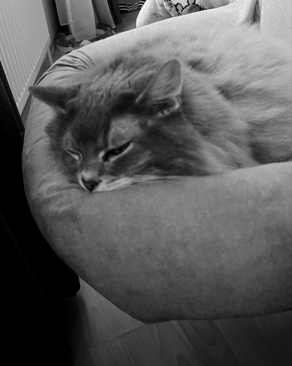 Gilbert: 02.07.2011-08.11.2025
Ruhe in Frieden mein Kleiner 🕯️