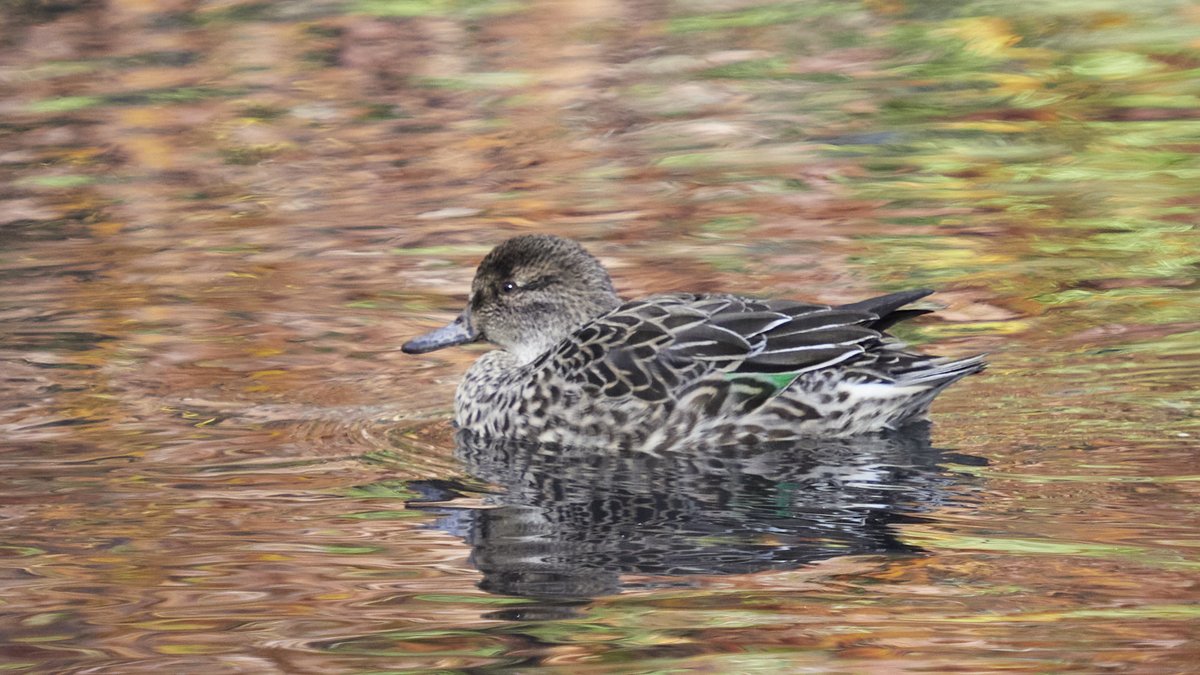 mausgabe's tweet photo. Saturday 11/8: The Pool and The Loch 
- Green-winged Teal Drake (Pool) 
- Green-winged Teal (Pool) 
- White-breasted Nuthatch (Loch) 
- Barred Owl (Loch) 
#birdcp https://t.co/gEA4iYvhAR