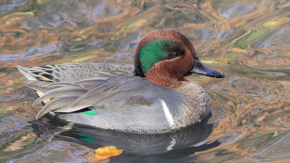 mausgabe's tweet photo. Saturday 11/8: The Pool and The Loch 
- Green-winged Teal Drake (Pool) 
- Green-winged Teal (Pool) 
- White-breasted Nuthatch (Loch) 
- Barred Owl (Loch) 
#birdcp https://t.co/gEA4iYvhAR