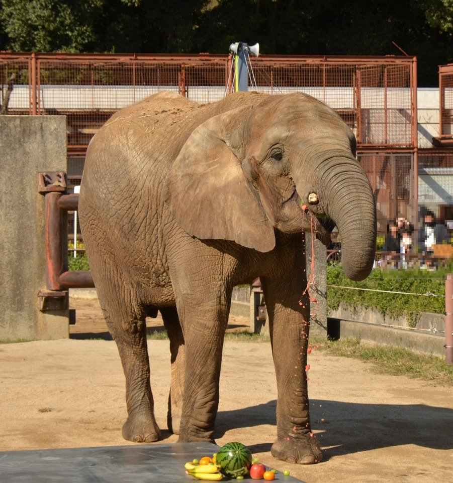 mnk375's tweet photo. 今日は #とべ動物園 ・ #アフリカゾウ の #媛 ちゃんの誕生日です。19歳、おめでとう!!!

すっかりいいお嬢さんの媛ちゃん、これからのゾウ生が幸せでありますように。

今日はせっかくの誕生日当日のお誕生日イベントなのに行けなくて残念。。

(画像は去年2024&amp;14年前・2011のお誕生会媛ちゃんです) https://t.co/p3fUZlCIC0