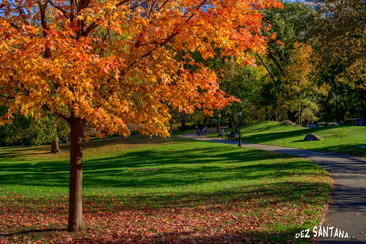 DezSantanaPhoto's tweet image. Pumpkin Spice &amp;amp; Everything Nice 🍁🍃 🍂
#autumn #fallcolors #nyc